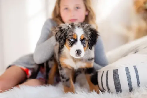 Merle Australian Mountain Dog puppies raised at Stokeshire Designer Doodles in Medford, Wisconsin