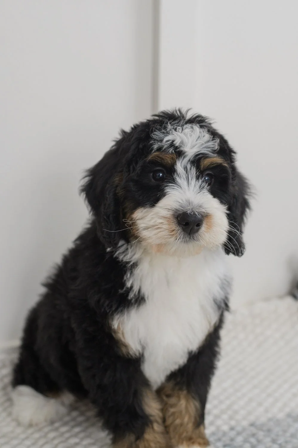 0057_12-Week_Bernedoodles.25.jpg