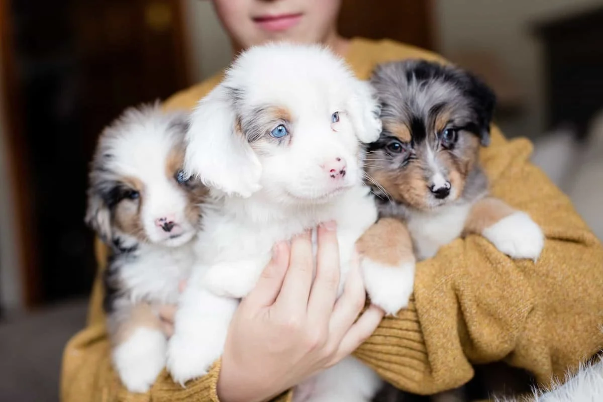 Australian-Mountain-Doodle-Aussie-Doodle-Bernedoodle-puppies-Stokeshire-Designer-Doodles-Wisconsin.jpg
