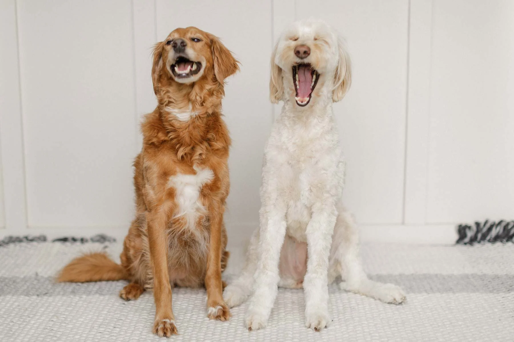 Side-by-side comparison of two Bernedoodles—one unfurnished with a smooth, flat coat and one furnished with a curly coat and facial furnishings.