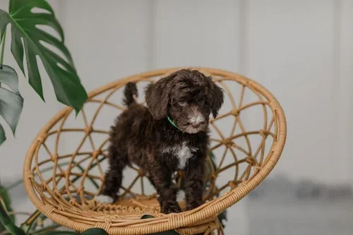 Capri		Brown Chocolate - Chest White	Female	Golden Mountain Doodle (Johnson)