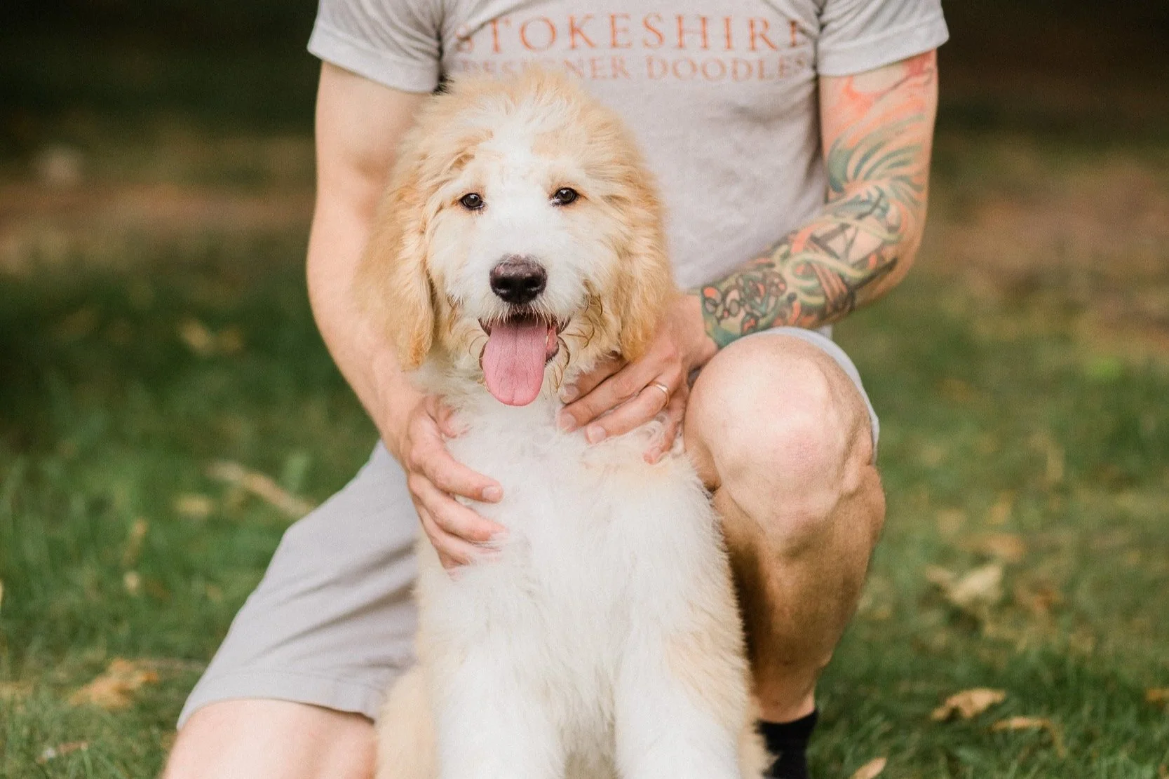 Gastrointestinal (GI) Issues in Doodles & Poodles: Guide to Wellness ...