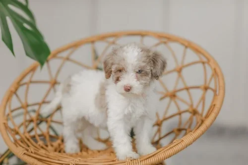 Marrakesh		Brown/Chocolate - Parti Merle- Eye Patch	Female	Golden Mountain Doodle
