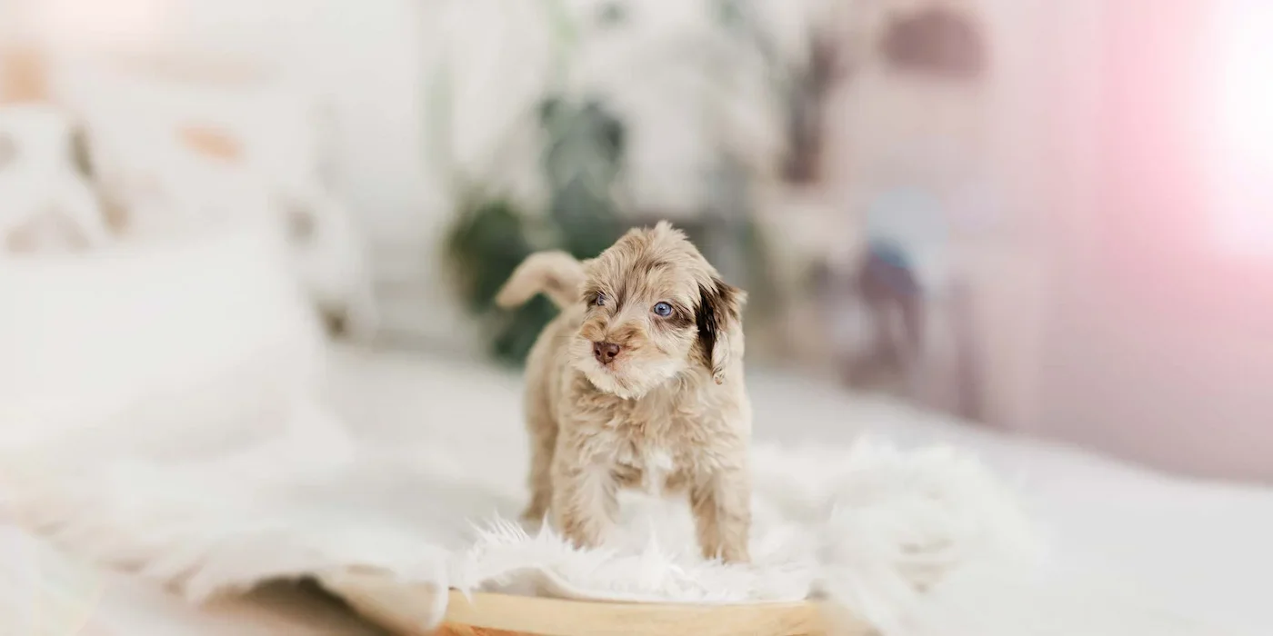 Golden Australian Mountain Doodle "The Stokeshire" at ethical Wisconsin Doodle breeder.