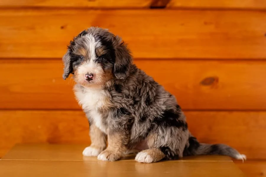 hypoallergenic-australian-mountain-doodle-puppy-merle-tuxedo-wisconsin.jpg