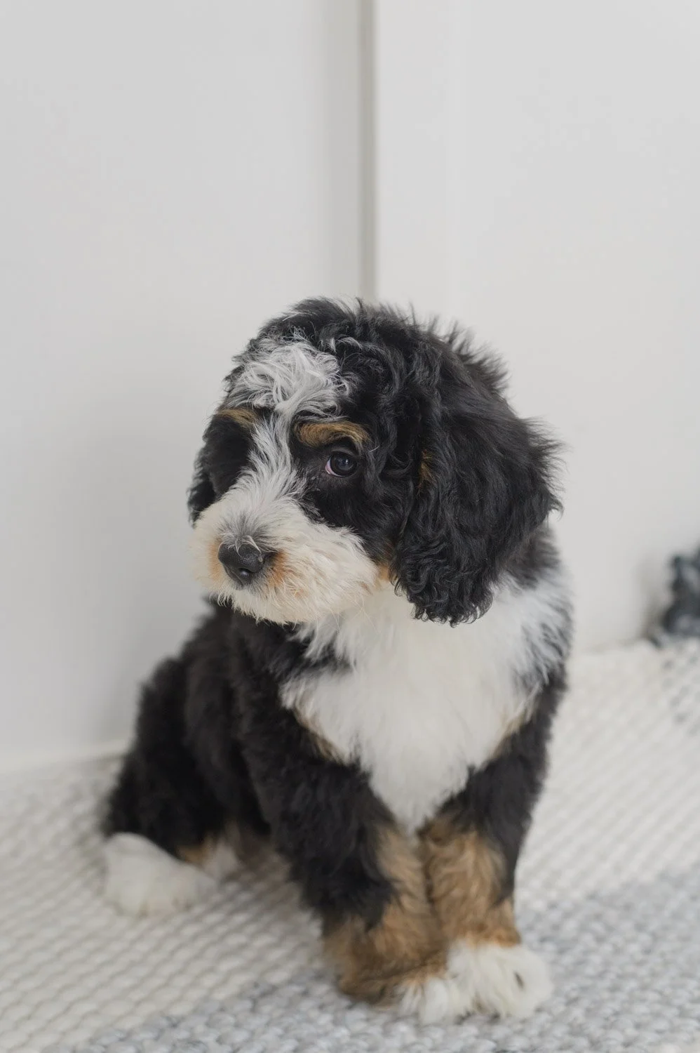 0051_12-Week_Bernedoodles.25.jpg