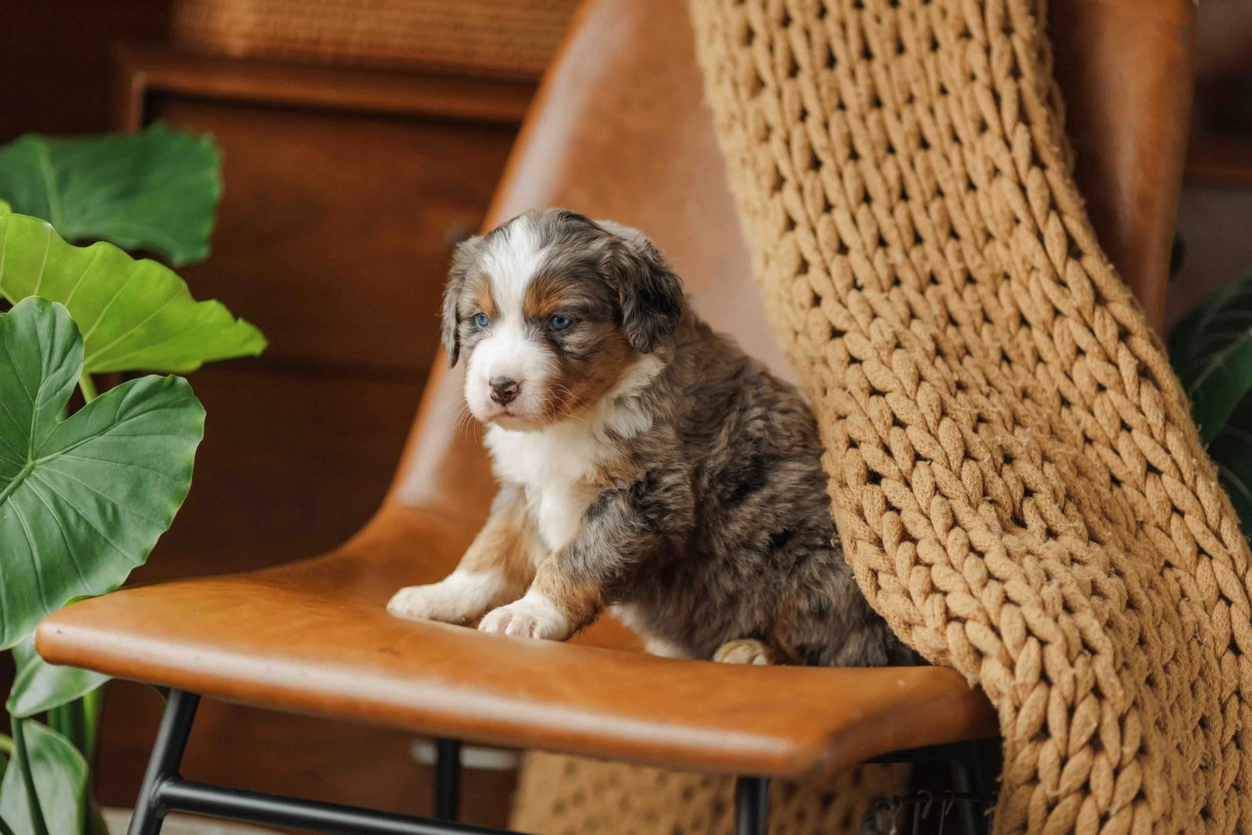 Zola | Blue Merle Tri Female Unfurnished Standard Australian Mountain Dog