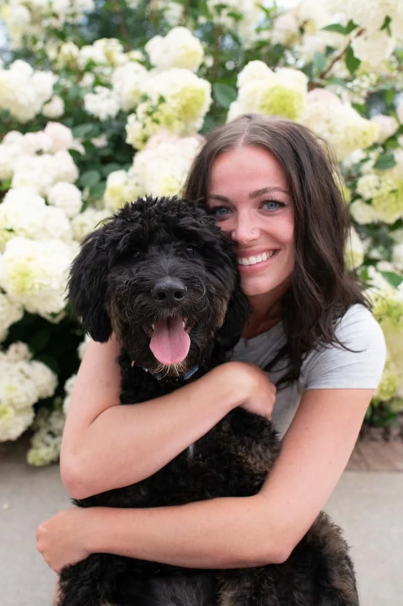 Full grown F1 phantom Bernedoodle at Stokeshire Designer Doodles in Wisconsin, held close by its owner