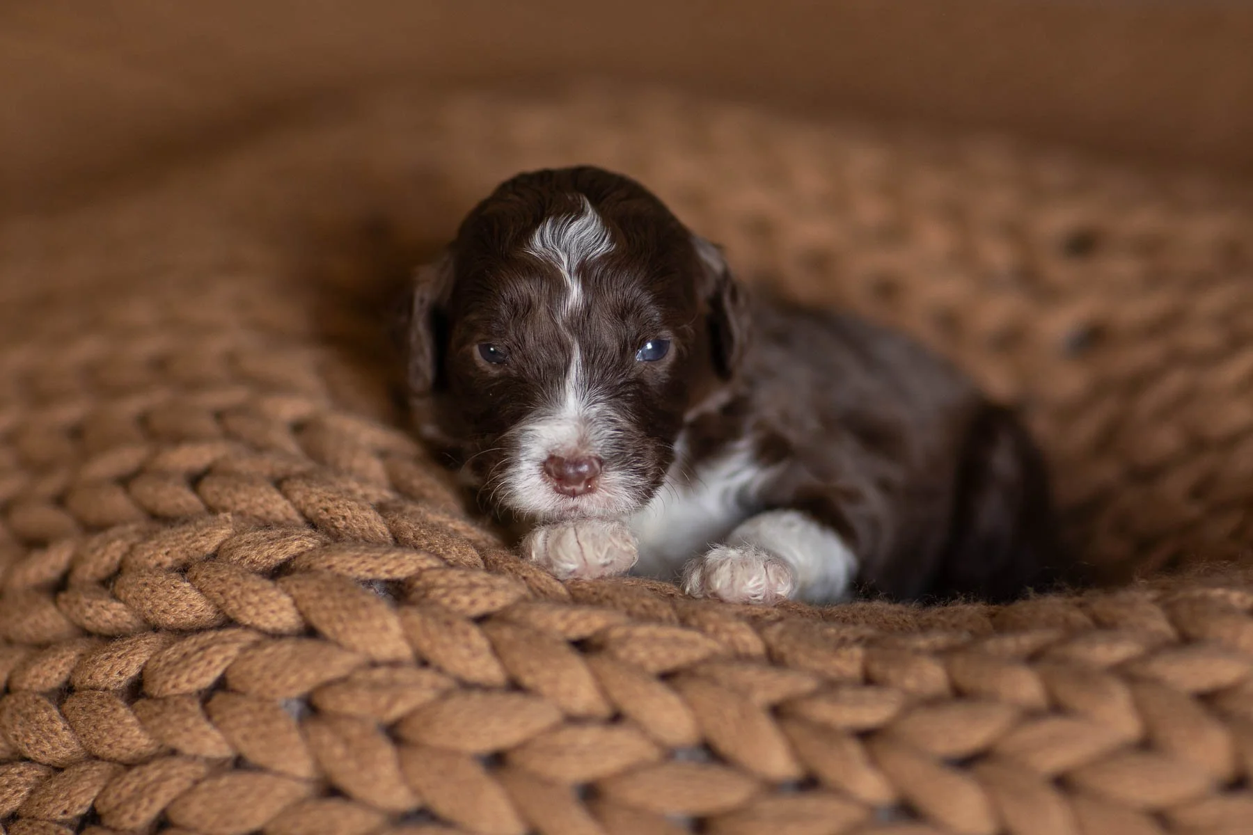 08_2-WEEK-OLD-GMD-LITTER-RAE-RICO-CHOCOLATE-RED-MERLE-PUPS.jpg