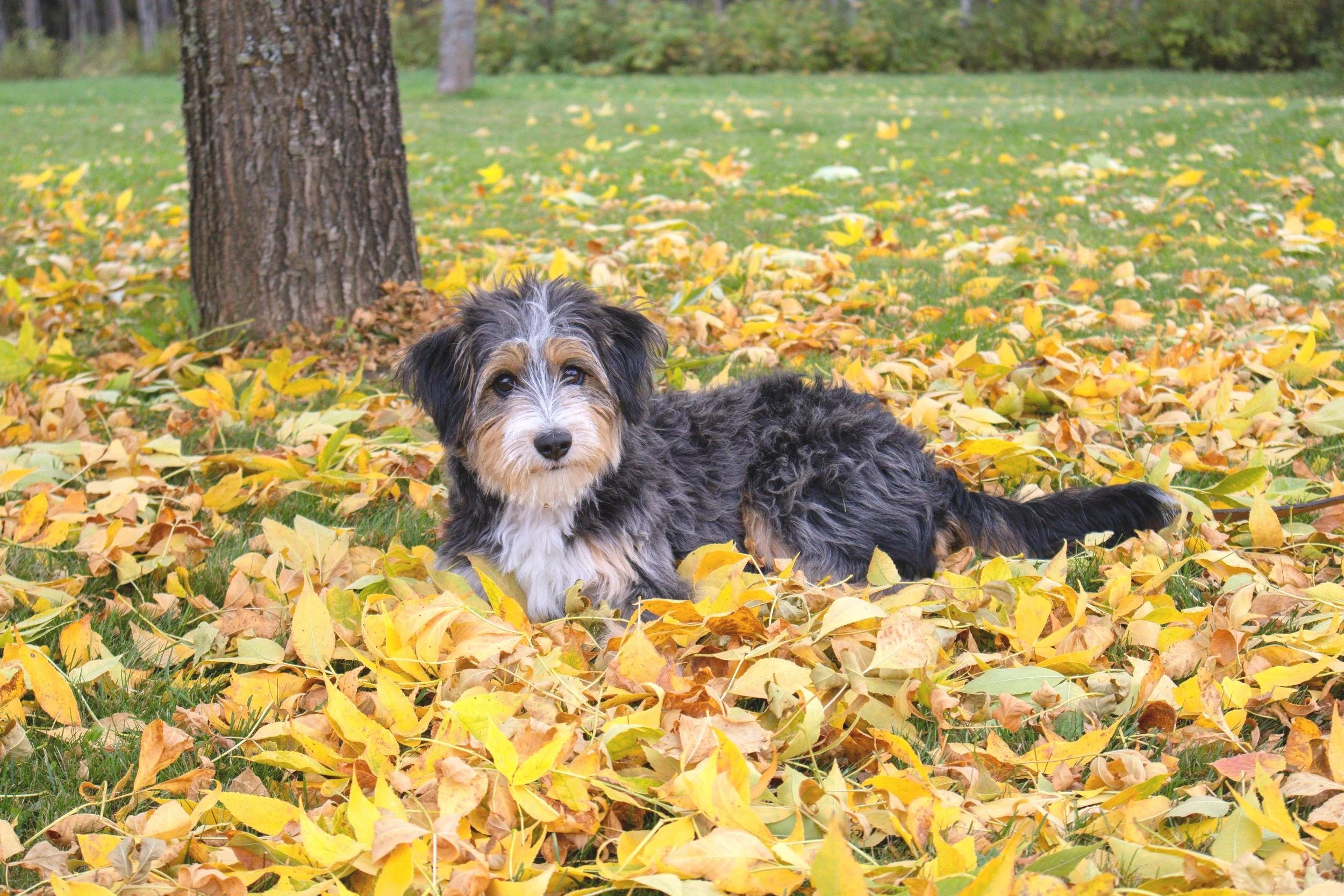 Mini Aussiedoodle puppy — Stokeshire Designer Doodles Wisconsin