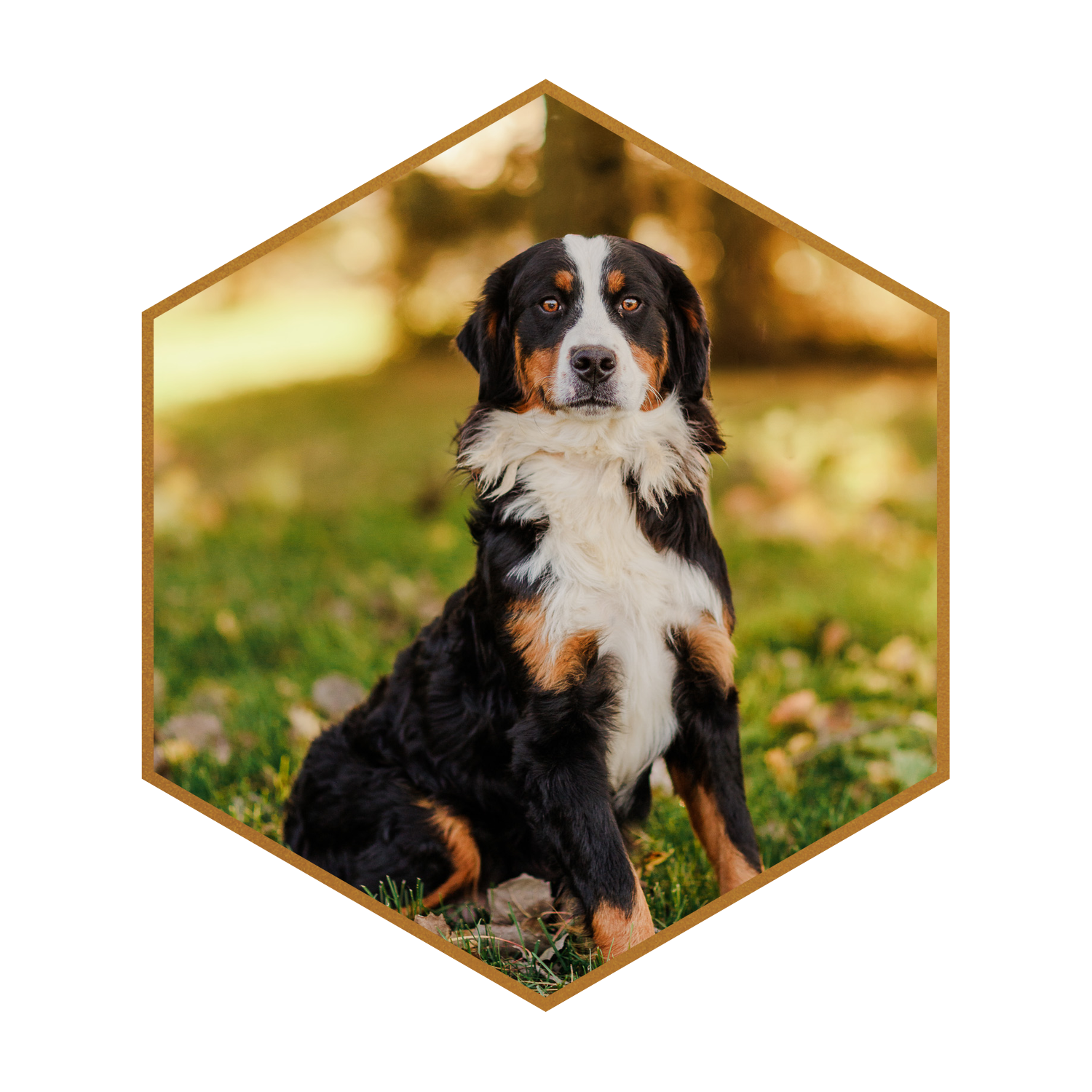 SDD-Stokeshire-Emme-Bernese-Mountain-Dog-Dam-hexagon-1.png