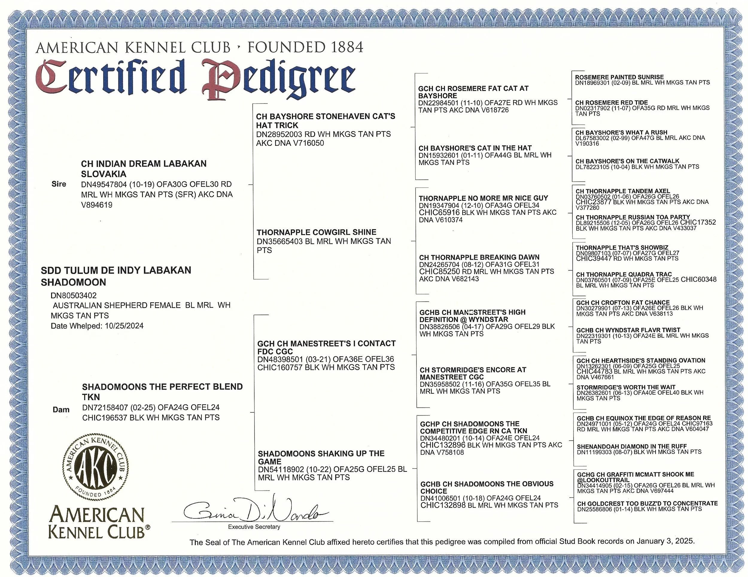 SDD Tulum Stokes _Valli_ AKC Pedigree.jpeg