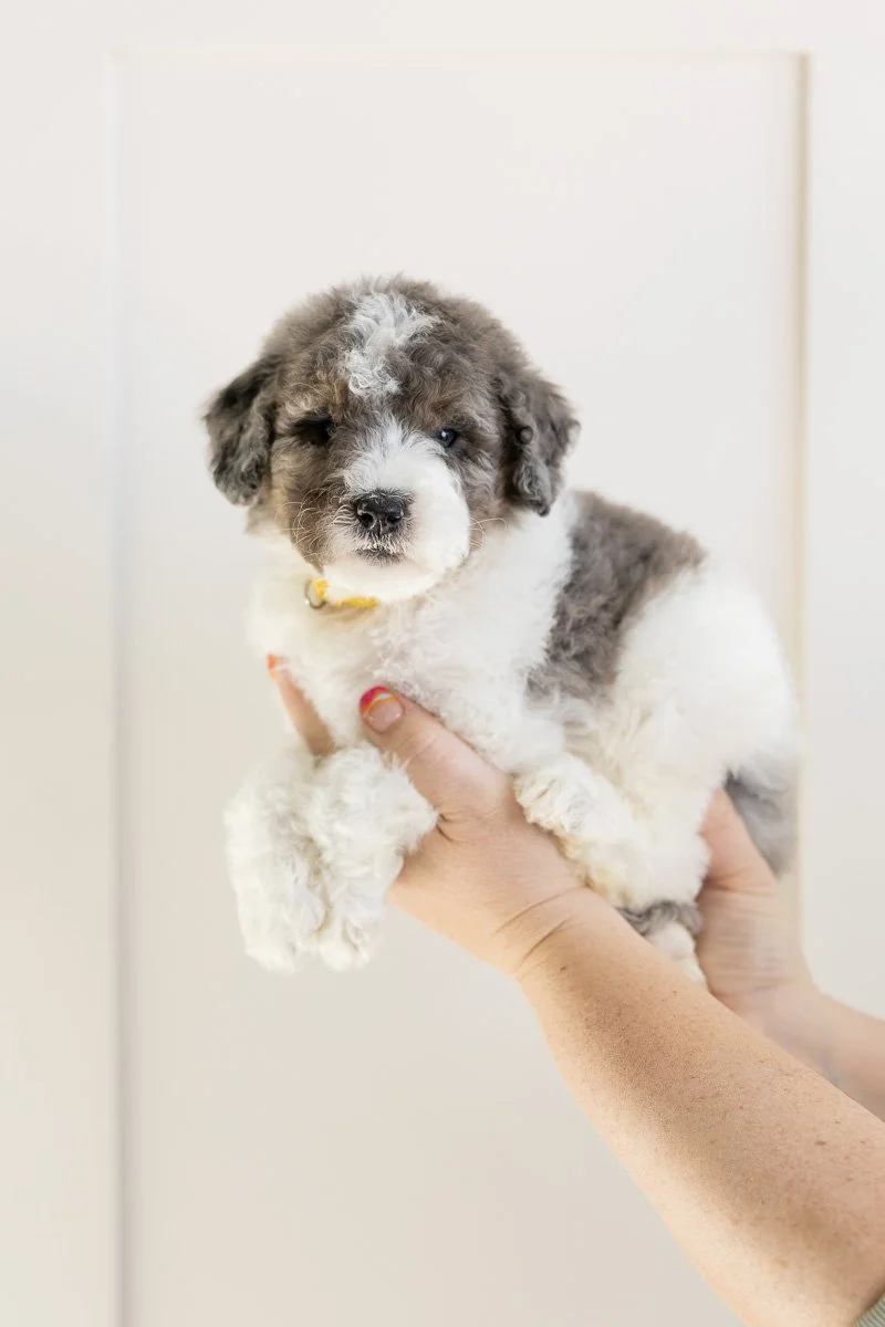 002_TIZRAH-YELLOW-COLLAR-BLUE-MERLE-TRI PARTI-MINI-MEDIUM-AUSTRALIAN-MOUNTAIN-DOODLE-F1B.STOKESHIRE.26.jpg
