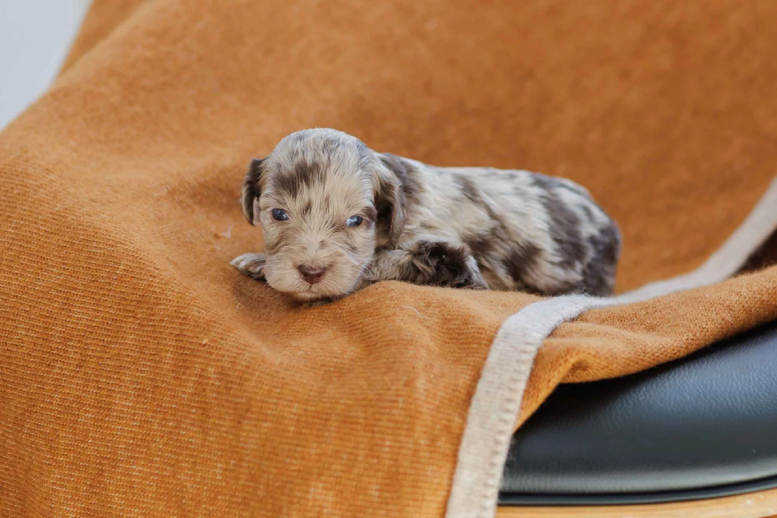 Sedona	Lime Green	Red Merle Female Golden Mountain Doodle (Dworaczyk)