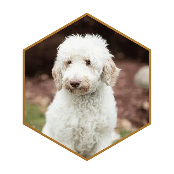 Rae-Golden-Mountain-Doodle-Puppy-Parent-Poodle-Breed.webp