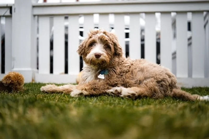 puppy adolescent regression