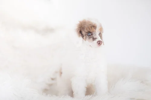 Red merle parti Poodle with blue eyes from Stokeshire