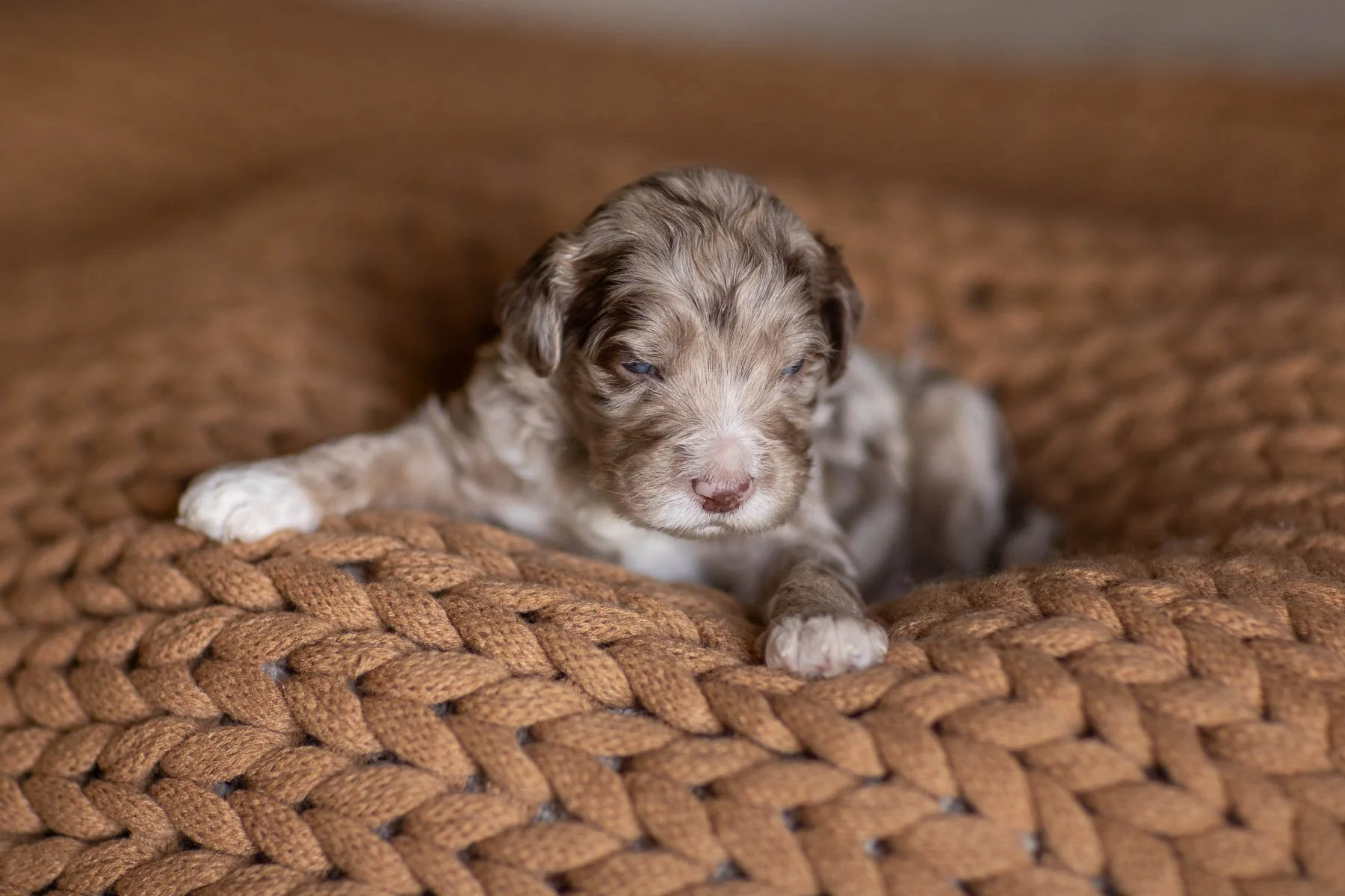 07_2-WEEK-OLD-GMD-LITTER-RAE-RICO-CHOCOLATE-RED-MERLE-PUPS.jpg