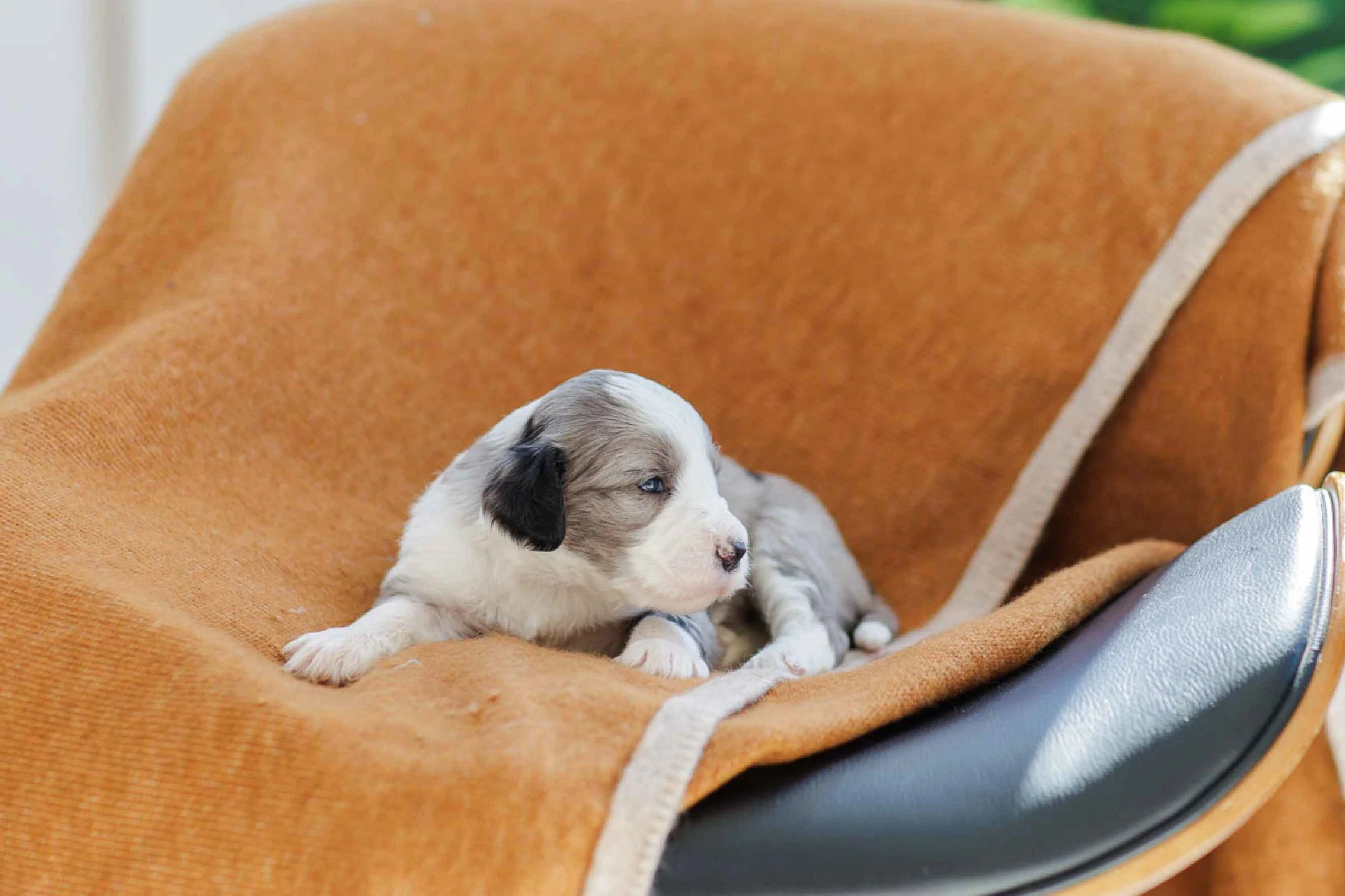 Sierra	Pink	Blue Merle 	Female	Golden Mountain Doodle