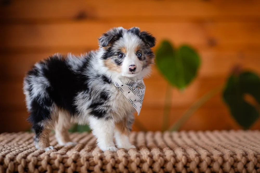 Daisy, a Toy Australian Shepherd at Stokeshire Designer Doodles