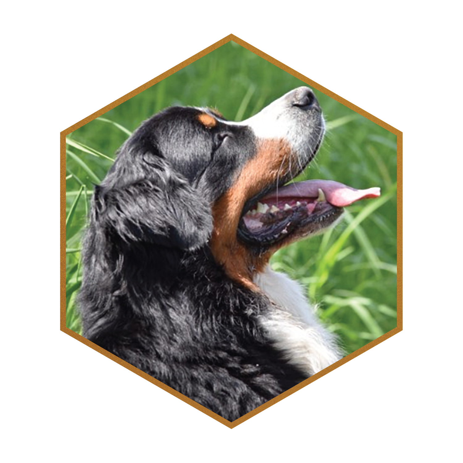 Ruger-(hexagon)-#1.png