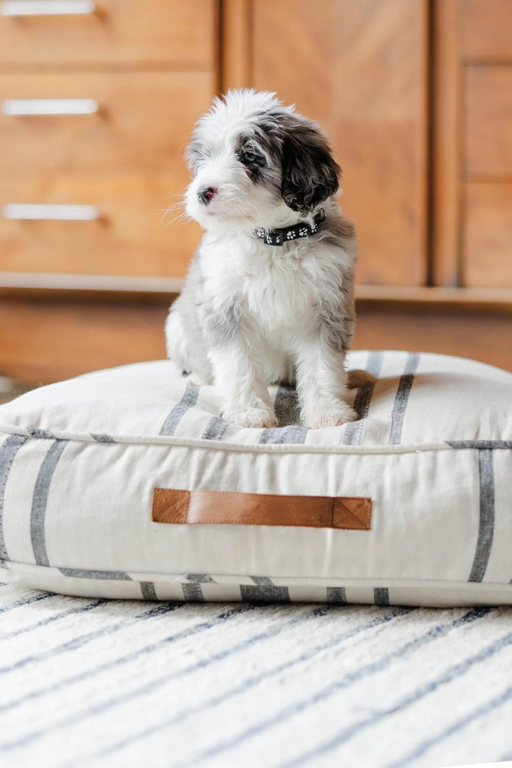 Tahoe	Black	Blue Merle 	Female	Golden Mountain Doodle (Waldeck)