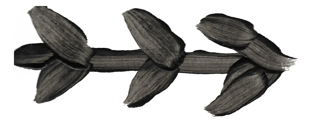 leaves copy.jpg