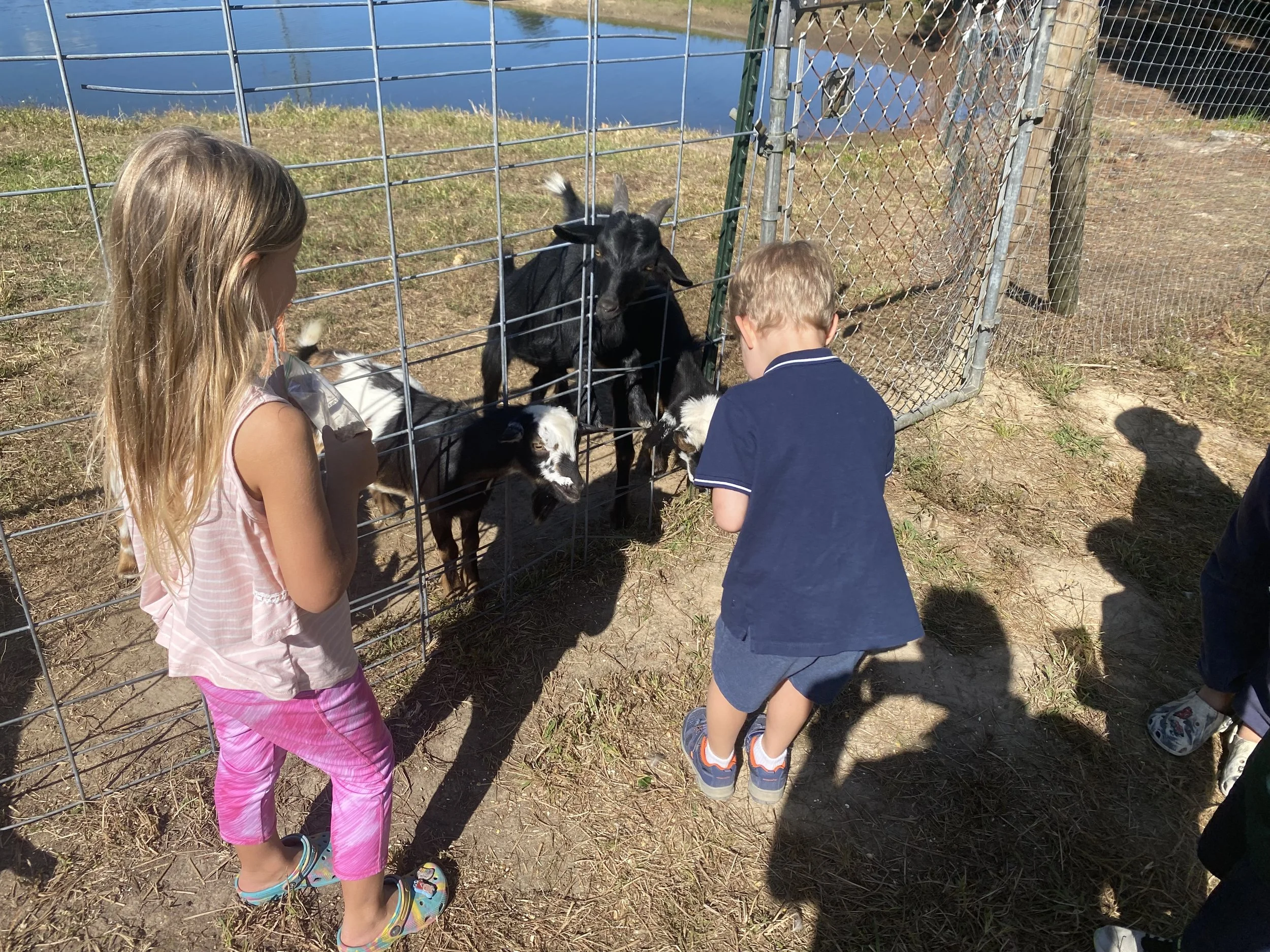 Children petting goats