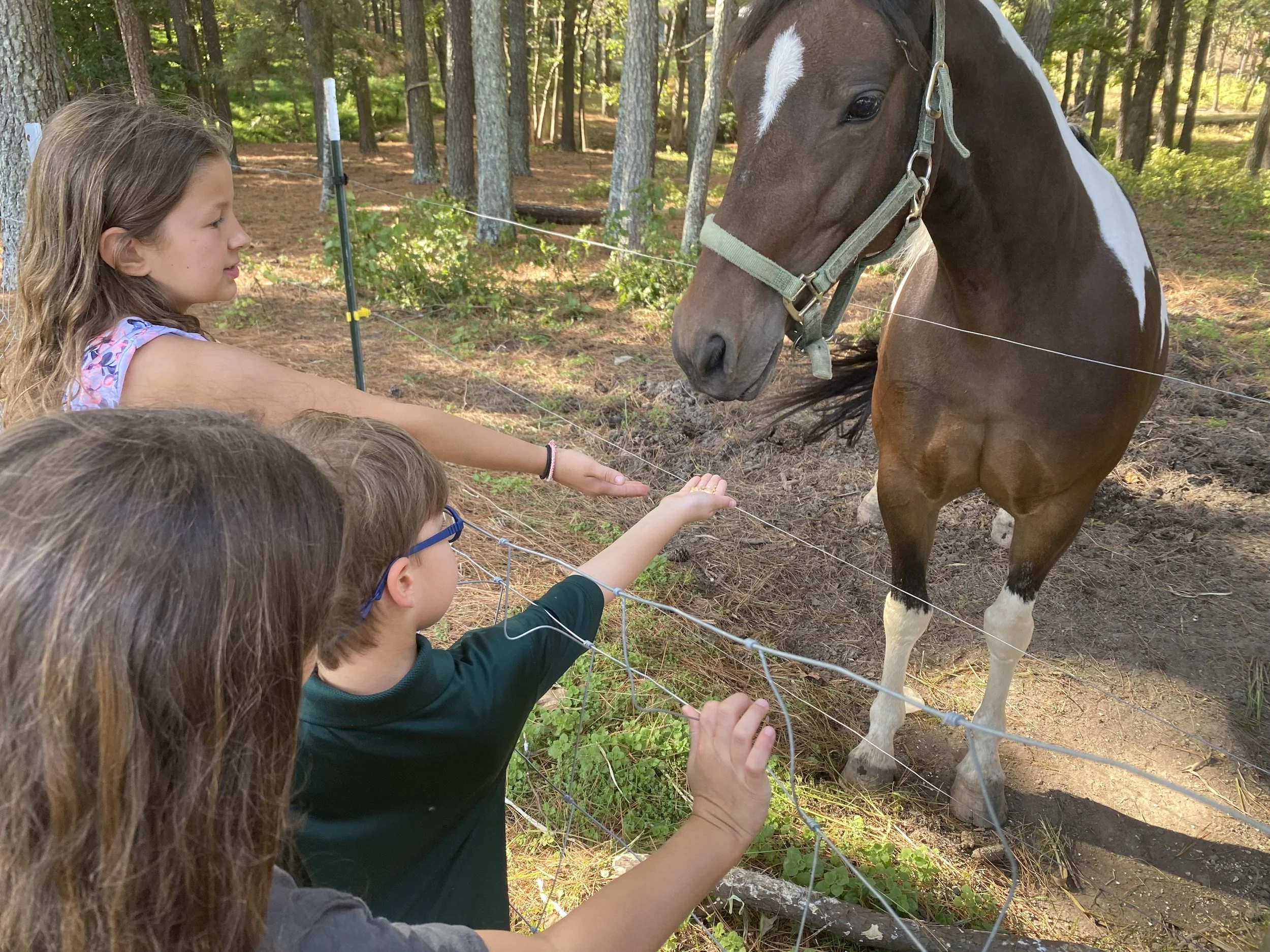 Kids petting horses