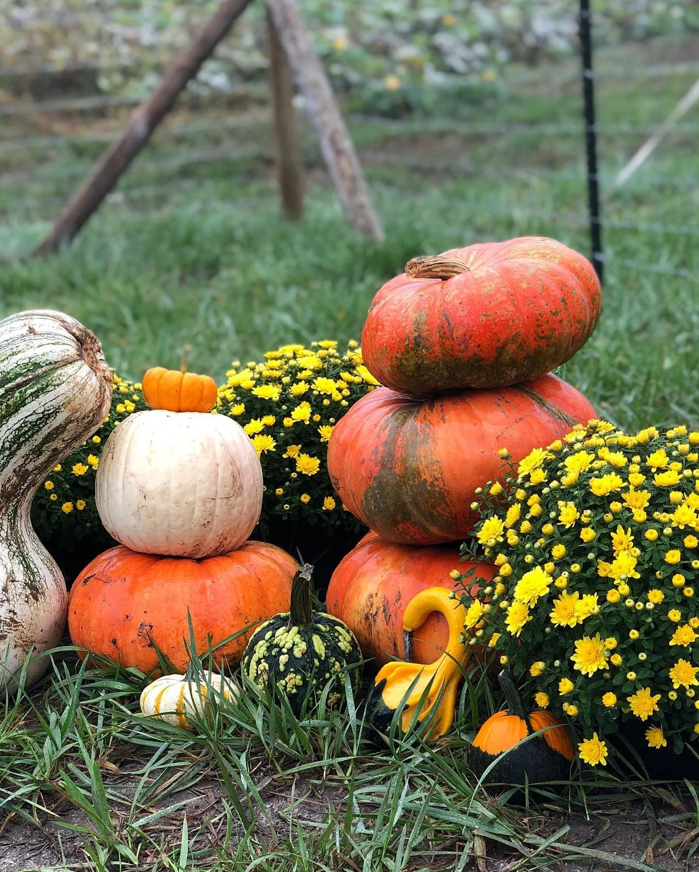 Pumpkins at Holder Hill Farm