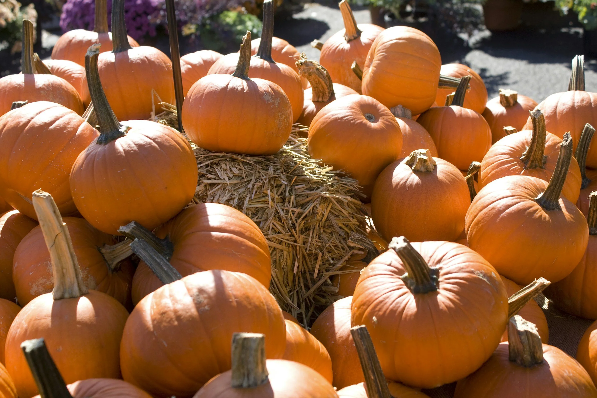 Pumpkin Patch at Holder Hill Farm