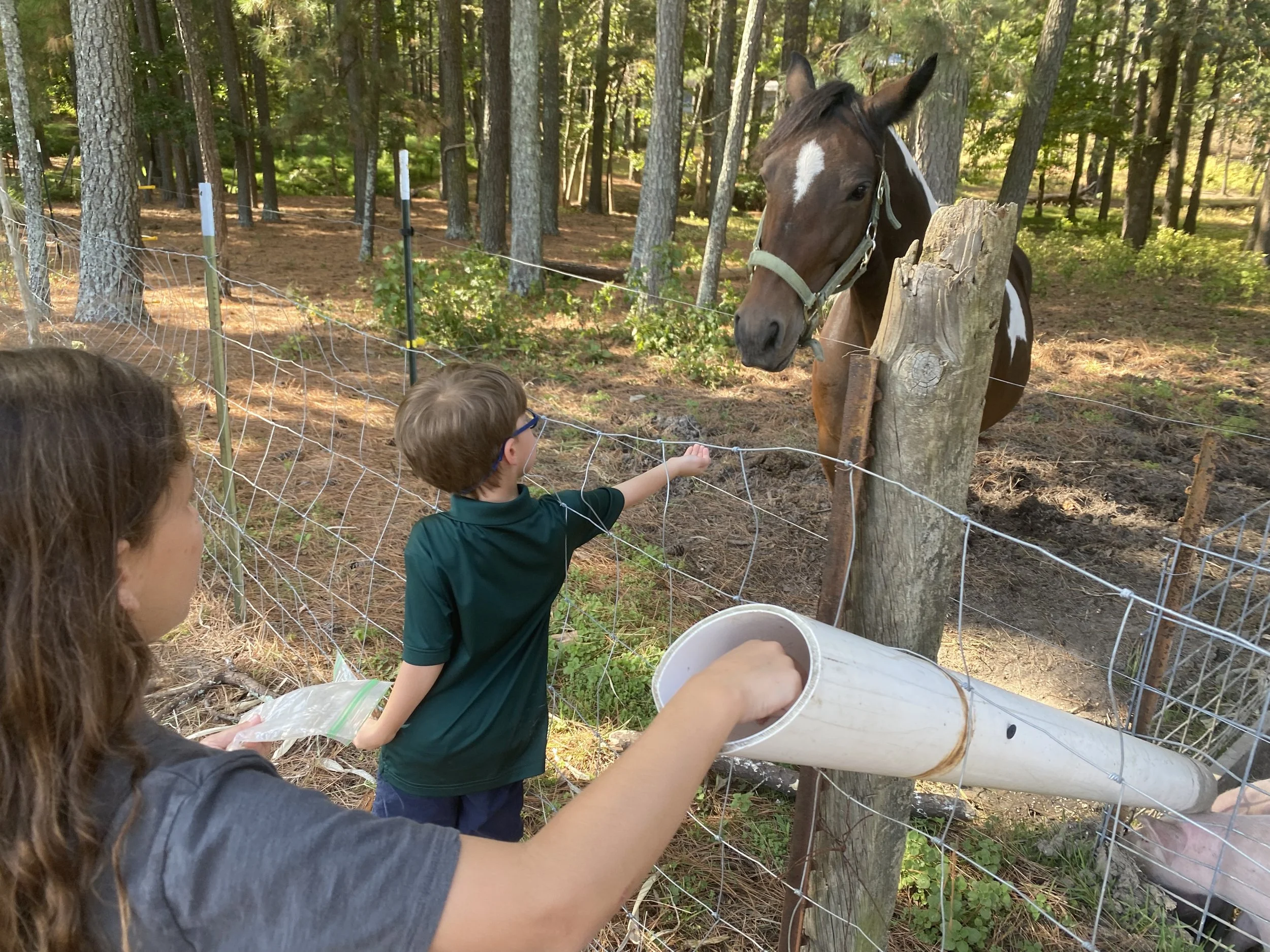 Children feeding horses