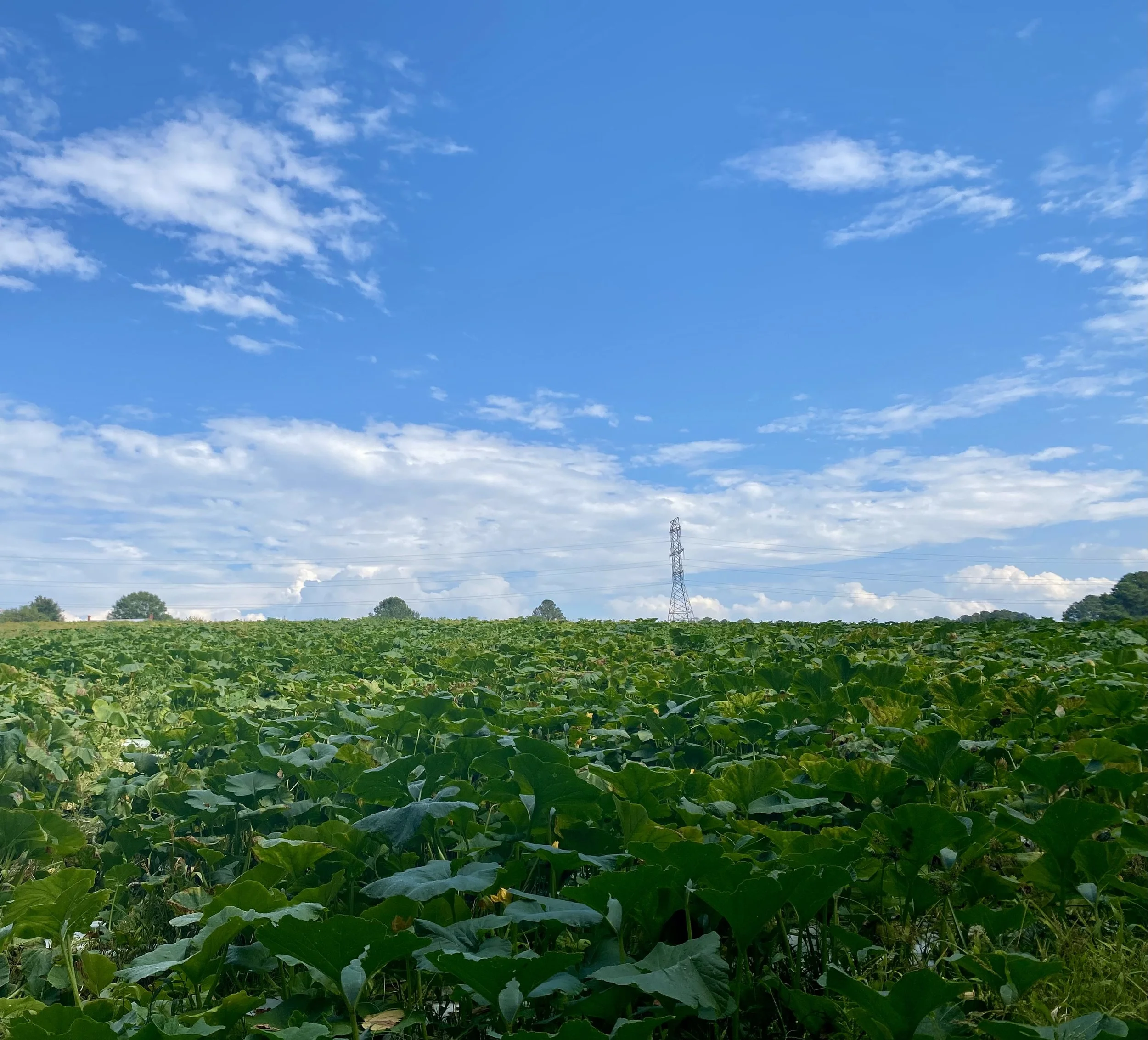 Holder Hill Farm's Pumpkin Patch