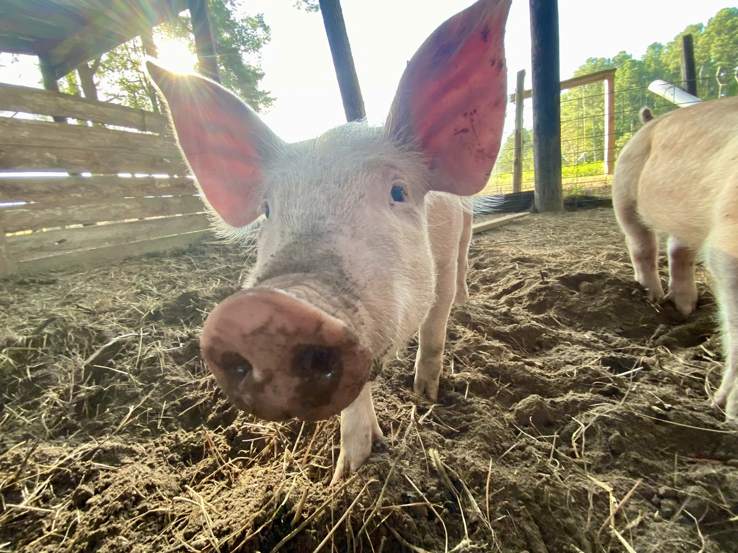 Pigs at Holder Hill Farm