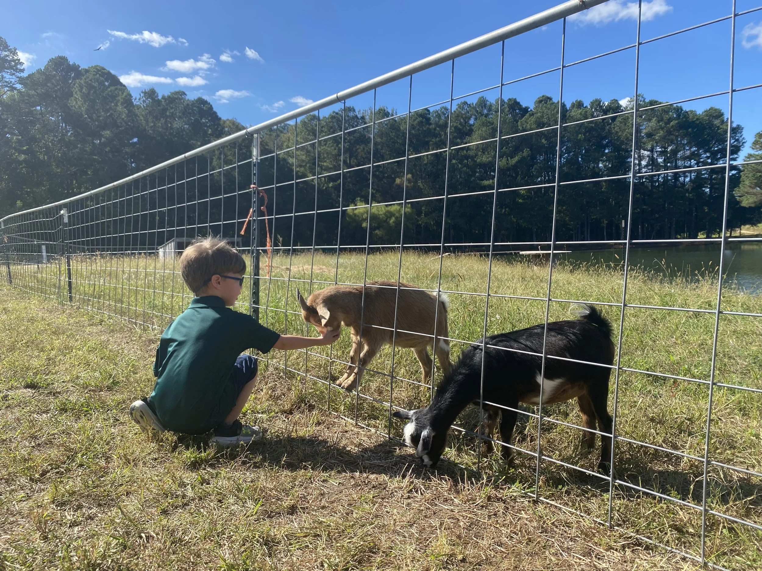 Children petting goats at Holder Hill Farm