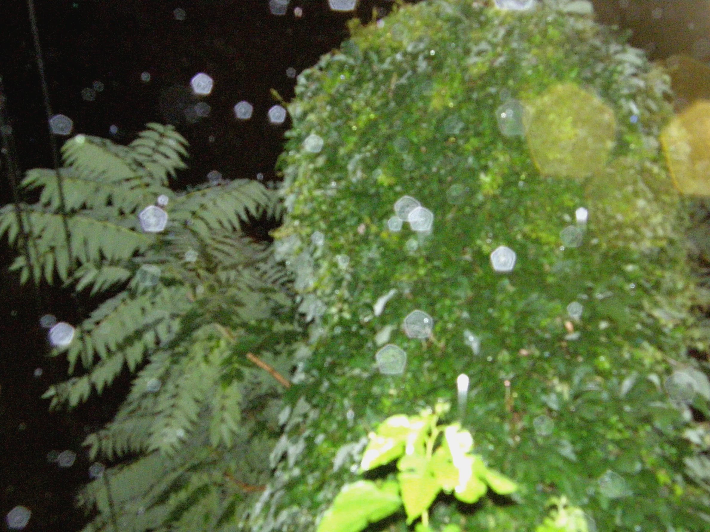 Natural History 2.jpg