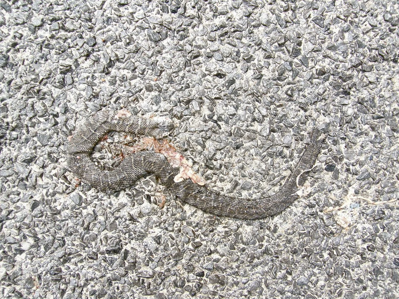 Natural History 3.jpg