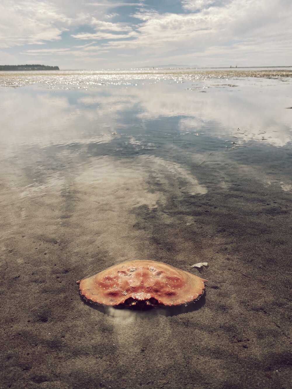 Crab Shell at Birch Bay State Park