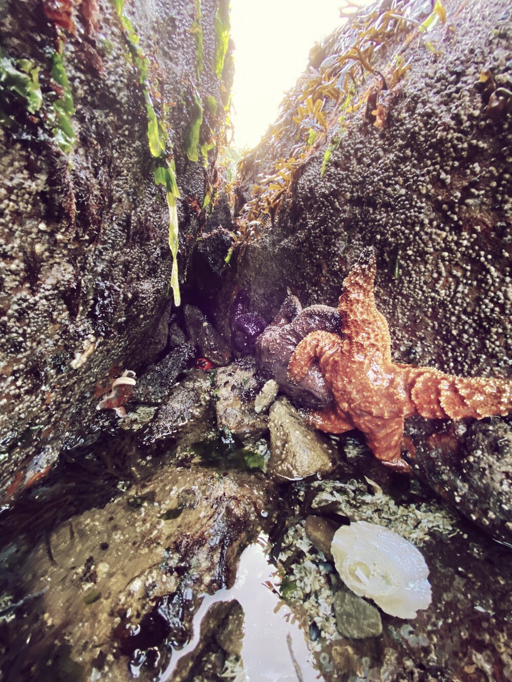 Starfish on Larrabee State Park shoreline