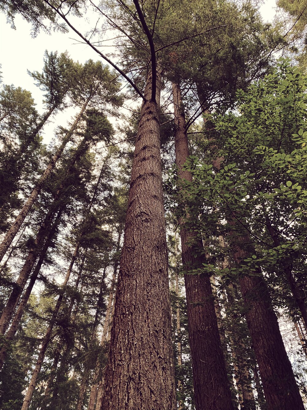 Belfair State Park Ancient Cedar and Pine Trees