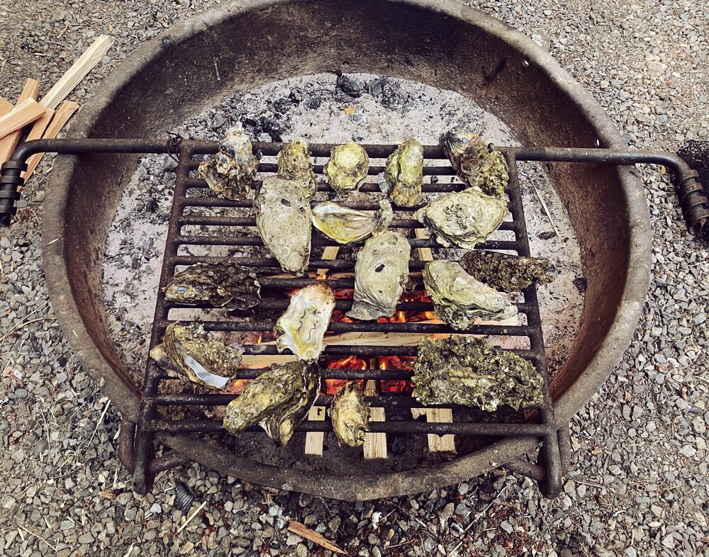 Grilled oysters over a campfire