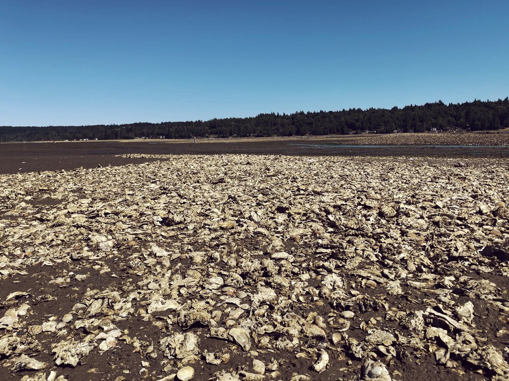 Oyster Beds at Belfair State Park