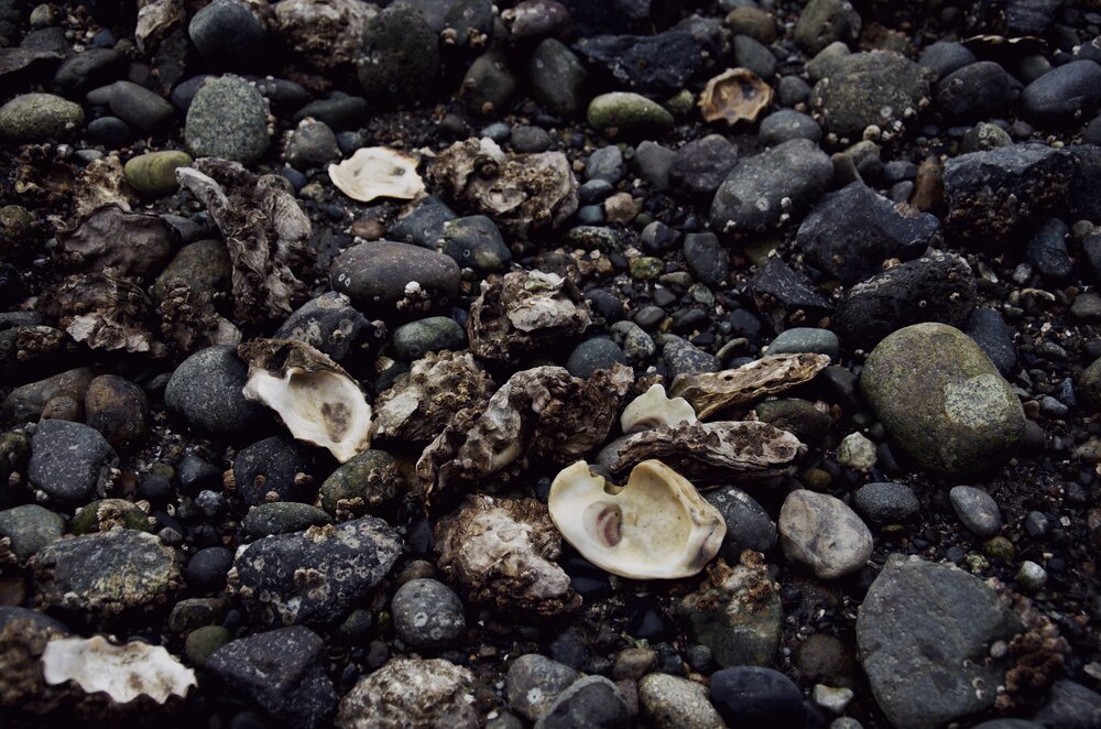Sea rocks and shells on the beach at Kitsap Memorial State Park in Washington State