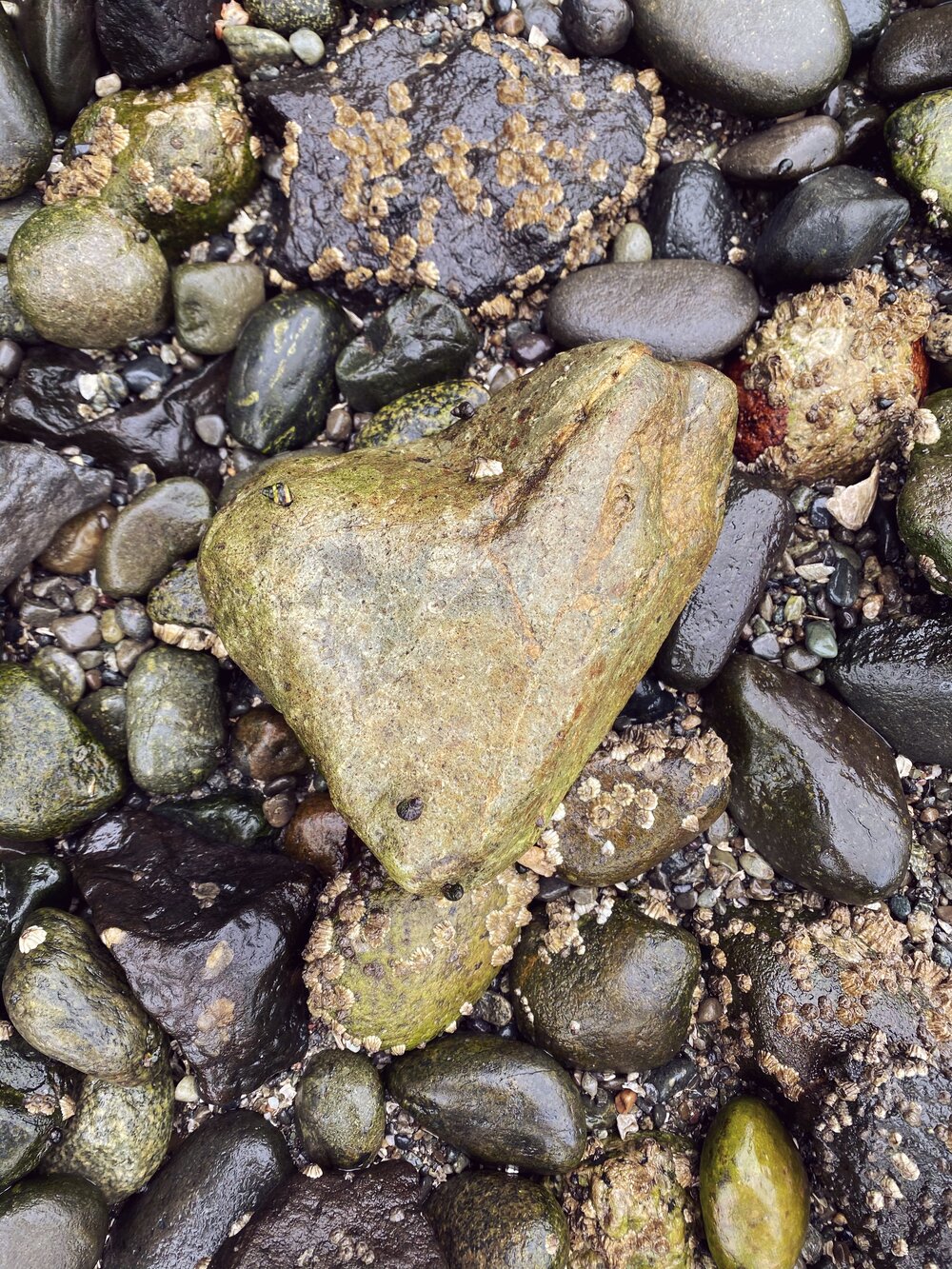 Heart Shaped Rock on the beach at Kitsap Memorial State Park