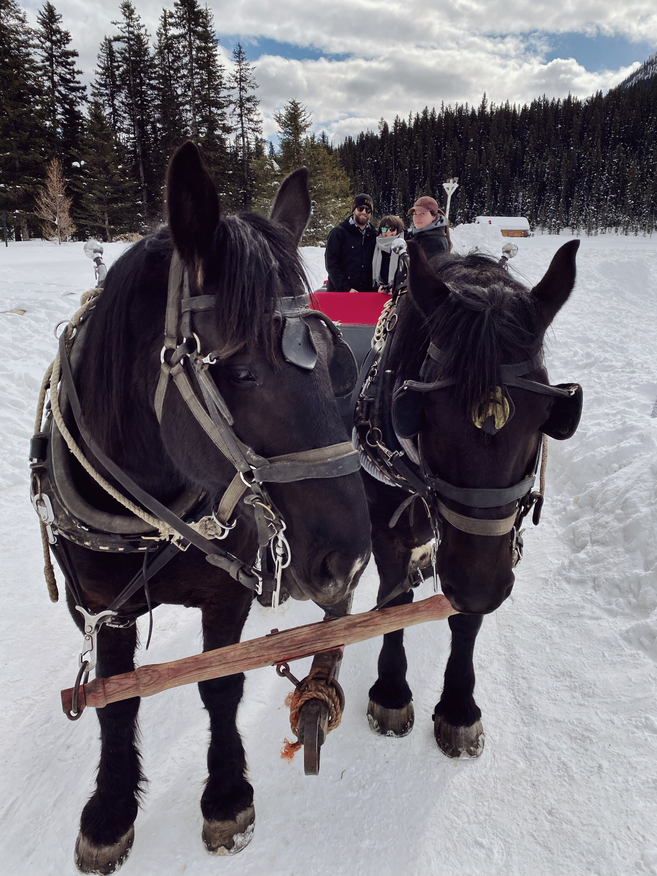Lake Louise winter sleigh ride in the snow (Copy)