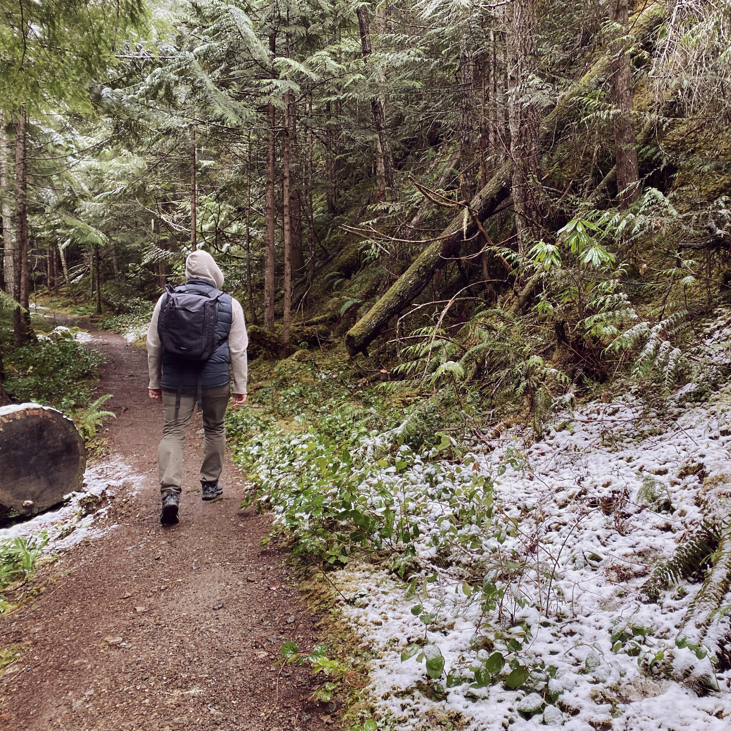 Snowy Hike on the lower Quilcene trail in Washington state (Copy)