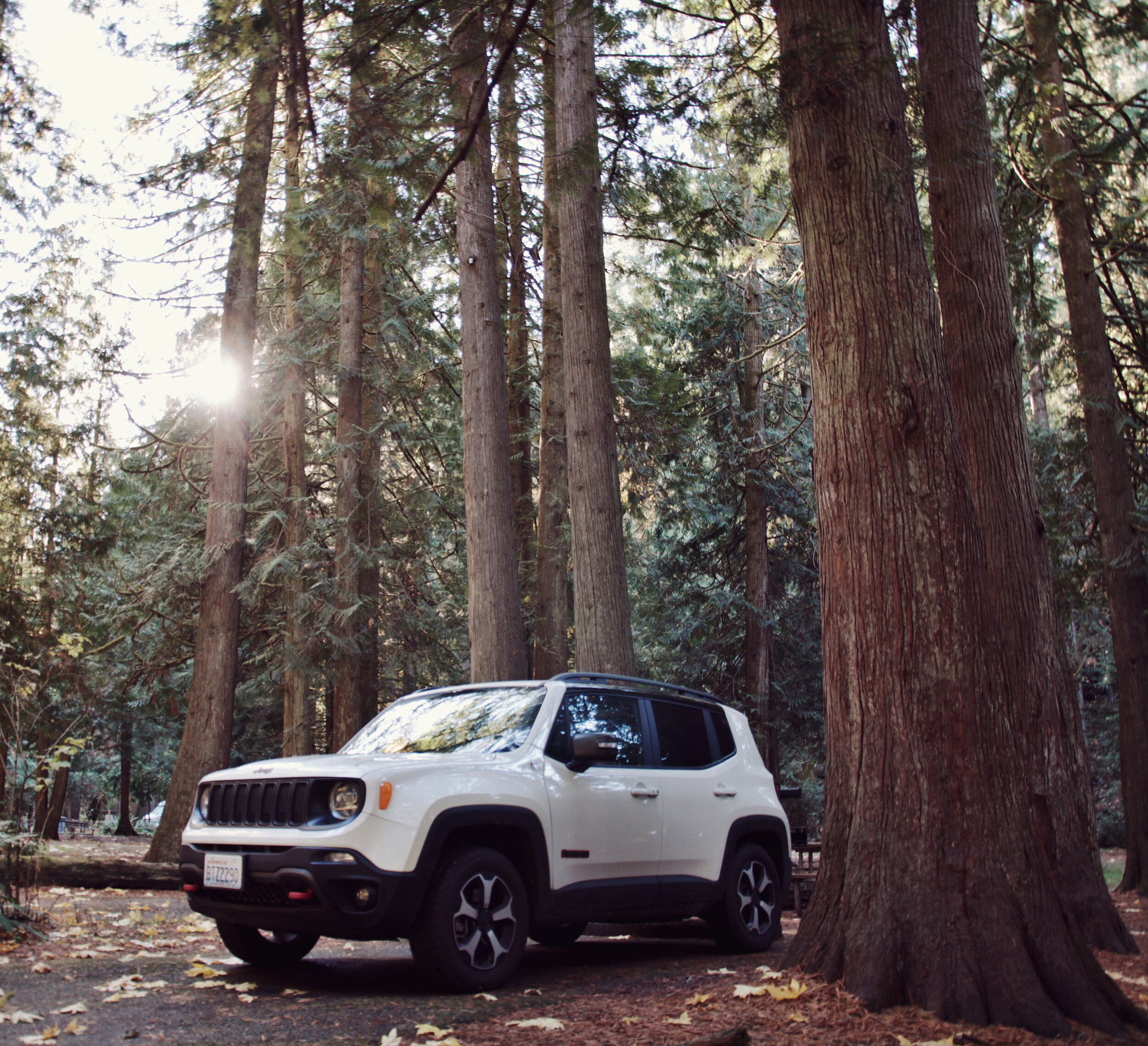 Jeep Renegade Trailhawk in the forest (Copy)