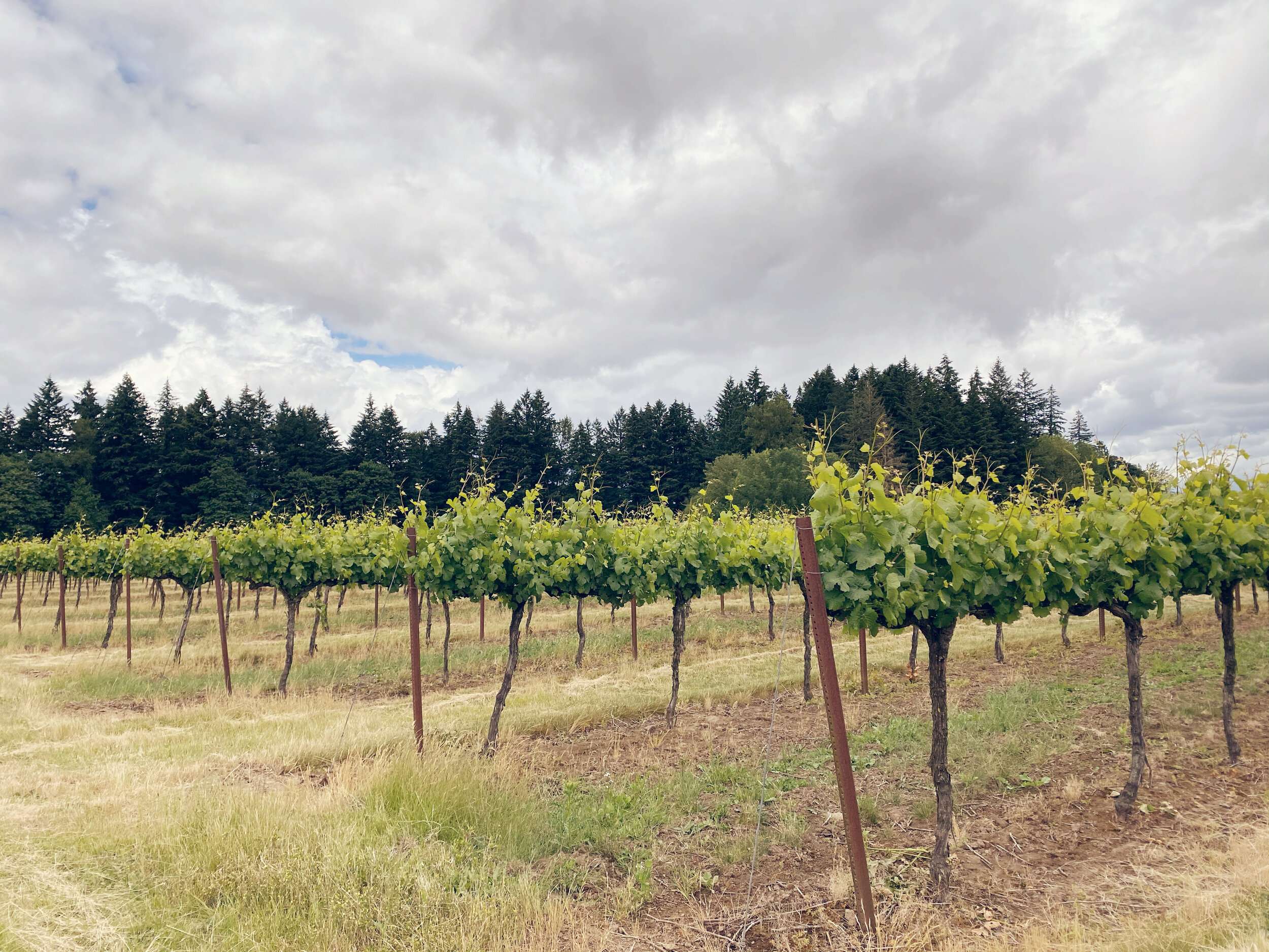 Siltstone Winery in Oregon wine country (Copy)