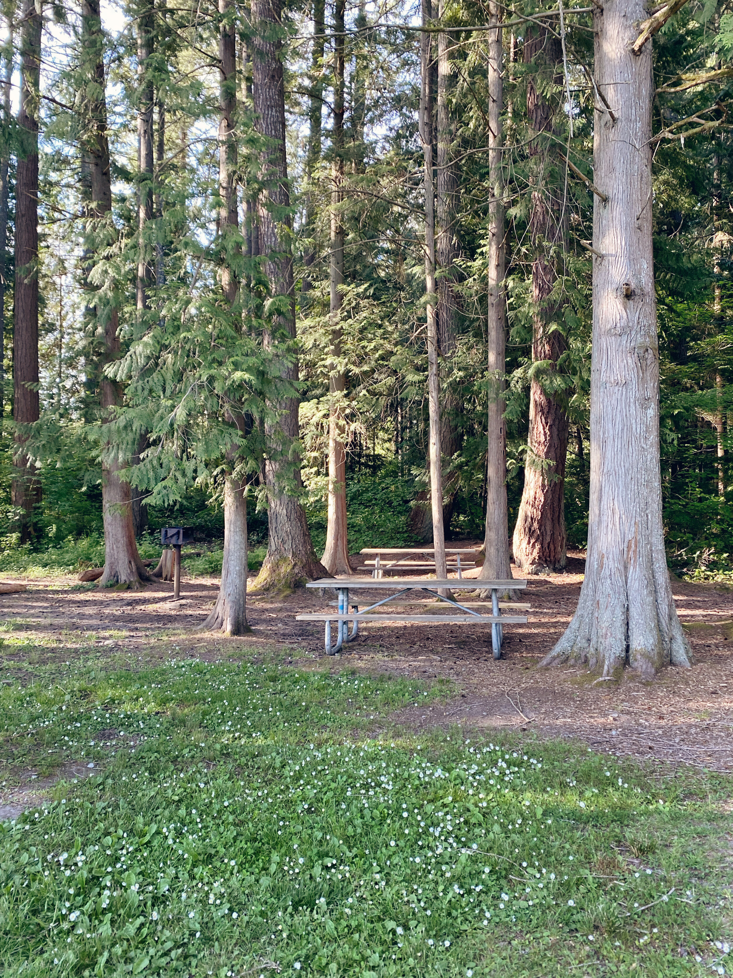 Public Picnic Area next to Deep Lake at Millersylvania State Park