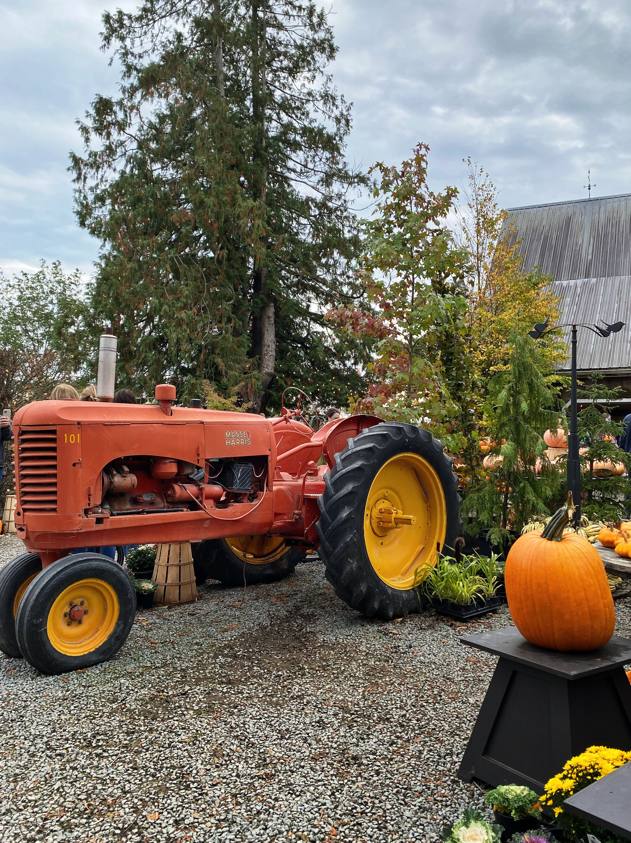 Gordon Skagit Farm Tractor Pumpkin Picking Skagit Valley